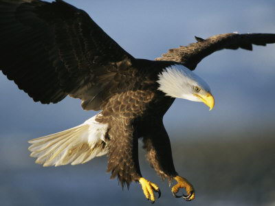 bald eagle facts for kids