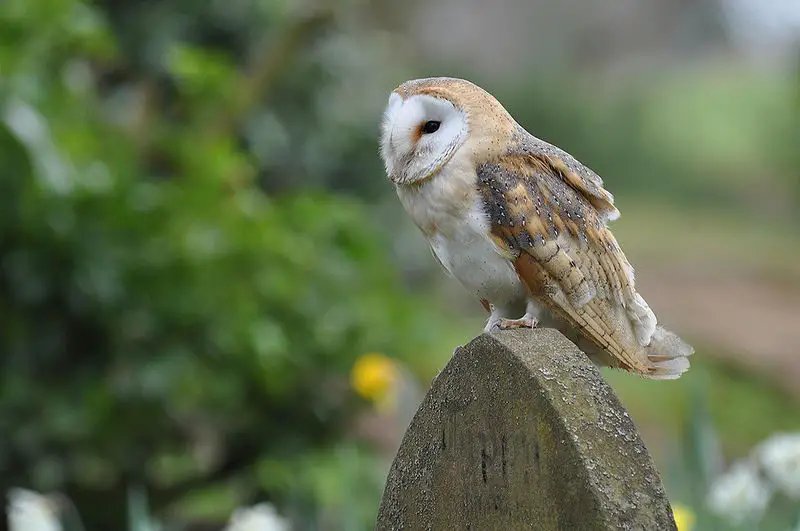 interesting barn owl facts for kids | barn owl