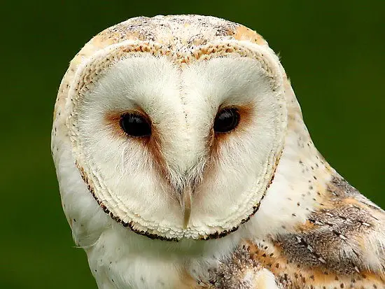 interesting barn owl facts for kids