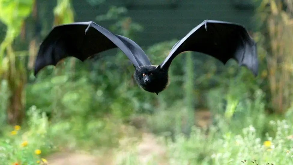 facts about bats for kids - bat flying
