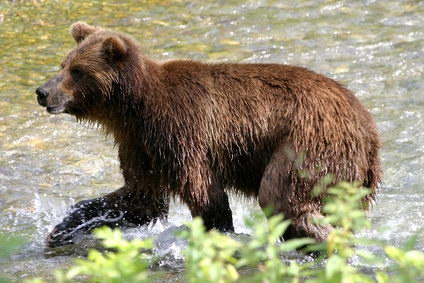 bear - endangered animals for kids