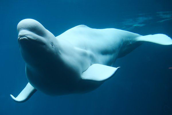 A beluga whale - beluga whale facts