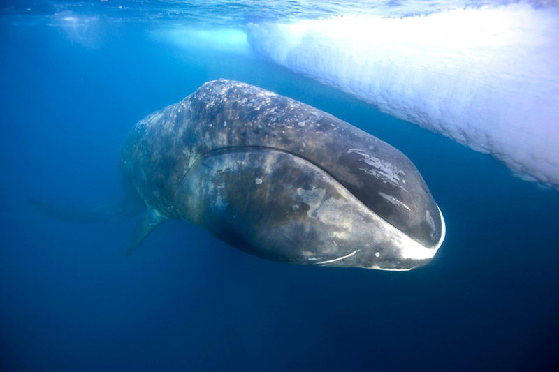 bowhead whale pictures