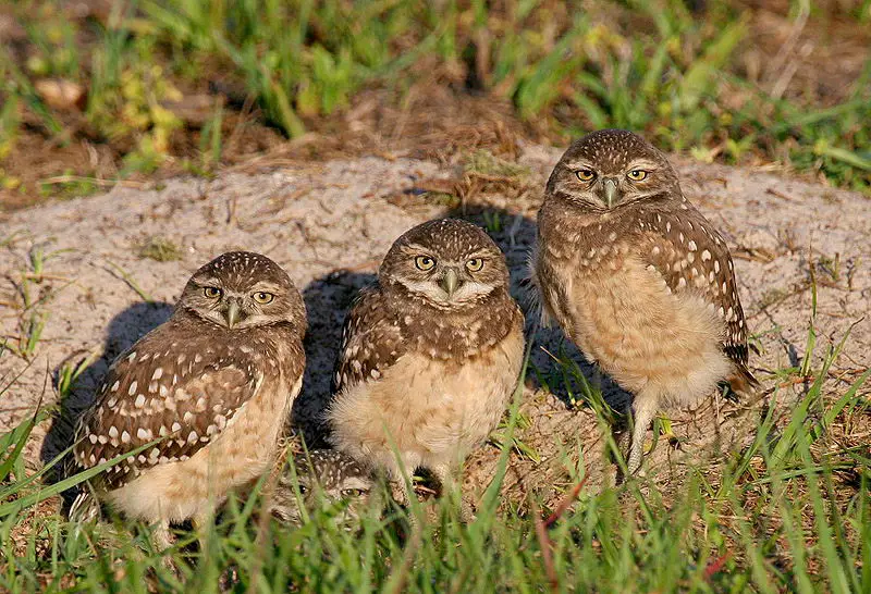burrowing owl pictures