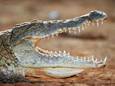 crocodile pictures