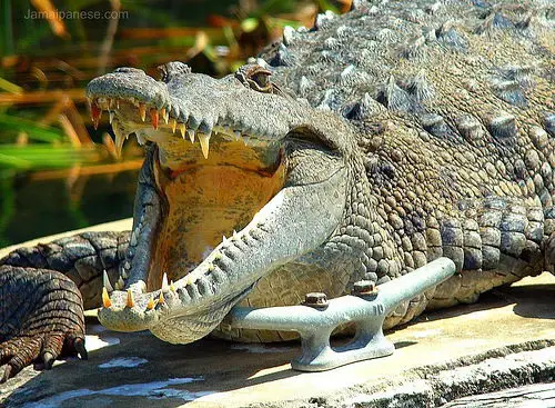 american crocodile facts