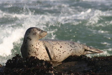 harbor seal 