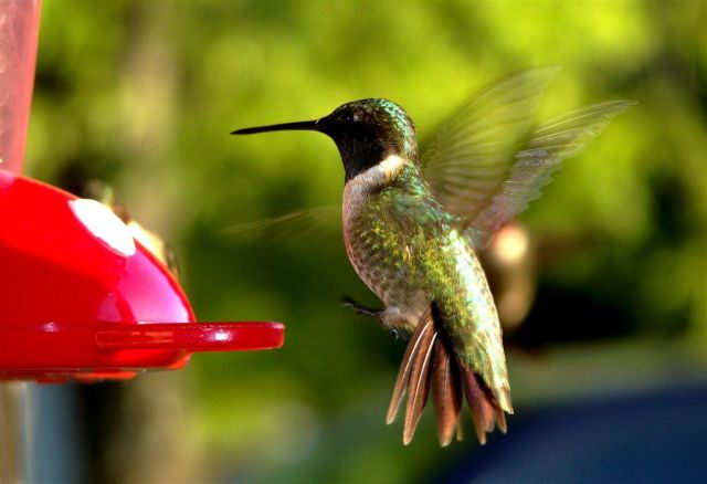 hummingbird facts 