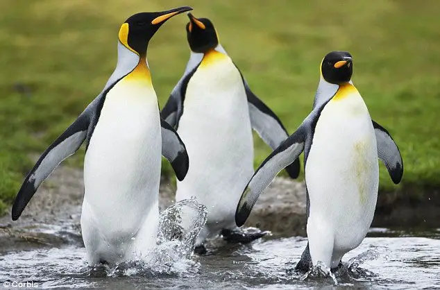 pictures of king penguins