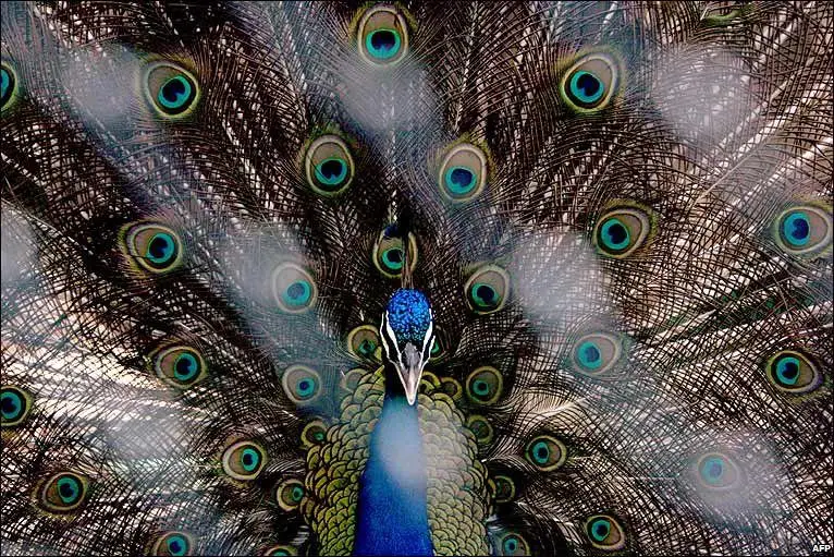 Peacock Facts For Kids