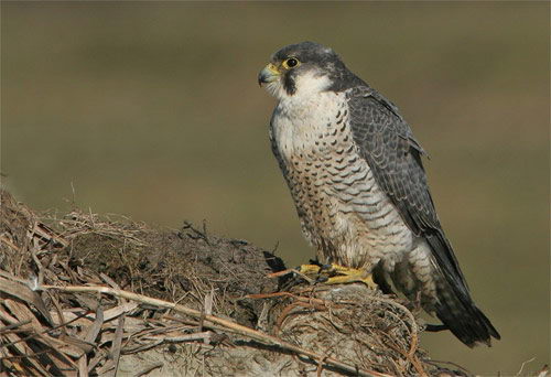 peregrine falcon facts for kids