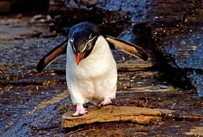 rockhopper penguin facts 