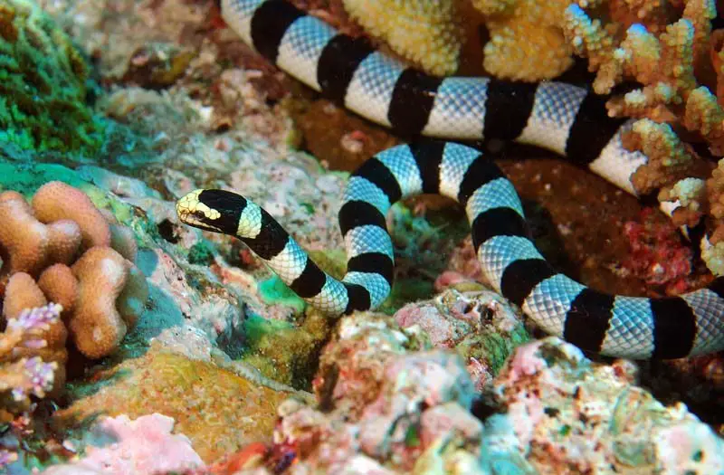 sea snake facts | sea snake pictures