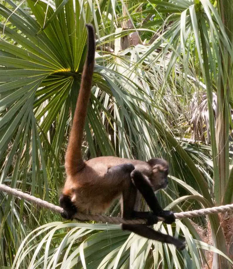 spider monkey facts for kids