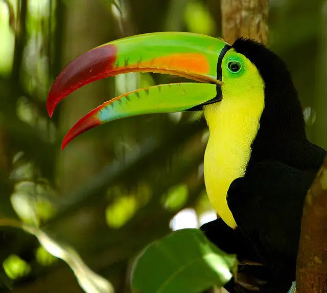 toucan facts | toucan pictures