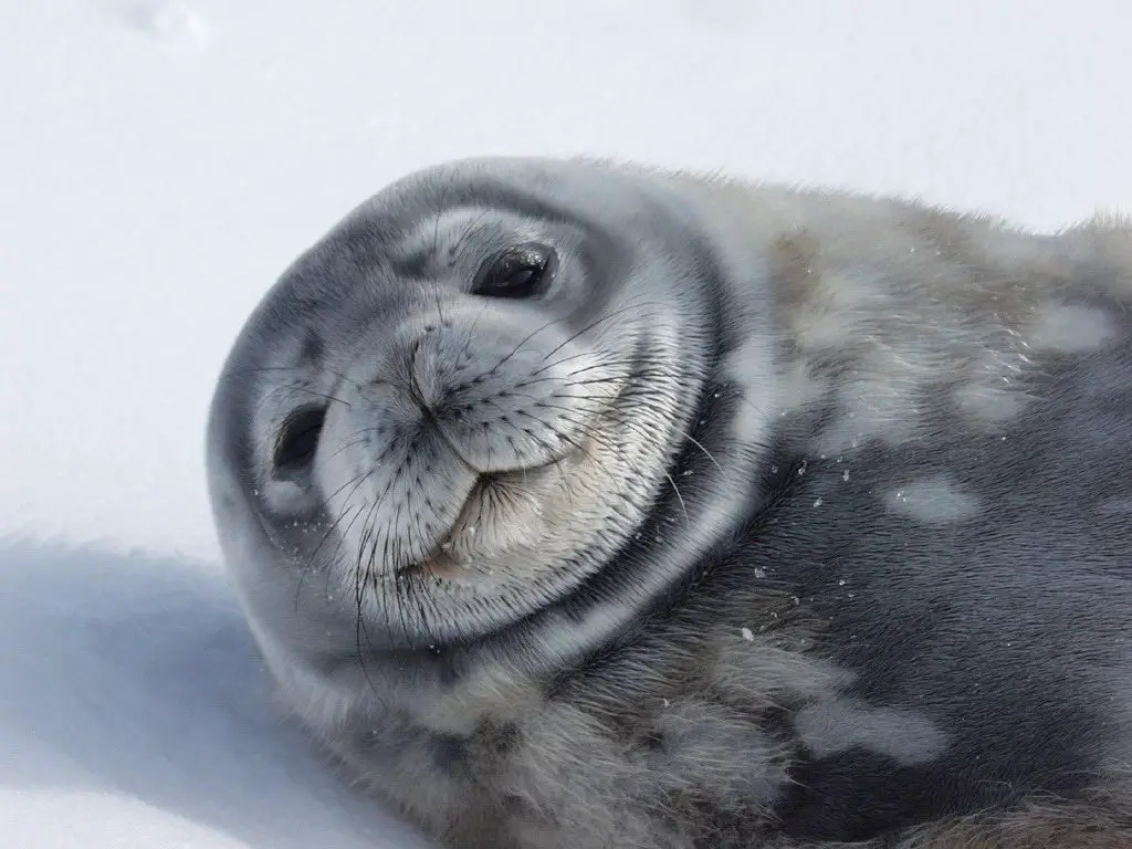 weddell seal facts