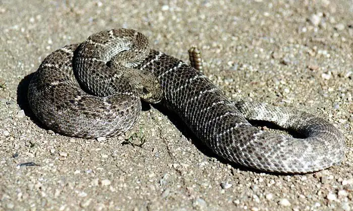 western diamondback rattlesnake pictures - western diamondback rattlesnake facts