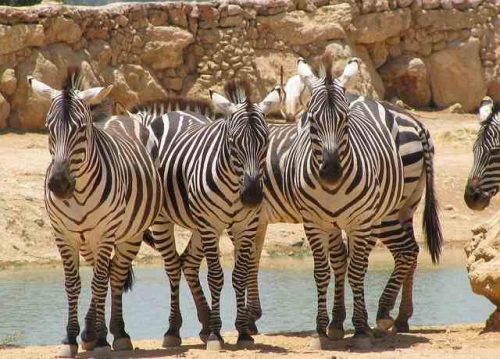 African Animals For Kids - Zebras