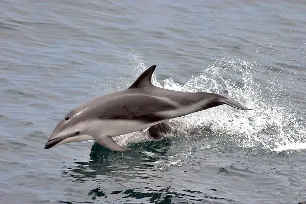 Dusky Dolphin - Dolphins facts for kids