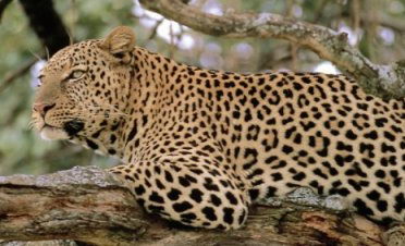 Leopard - Facts about endangered animals