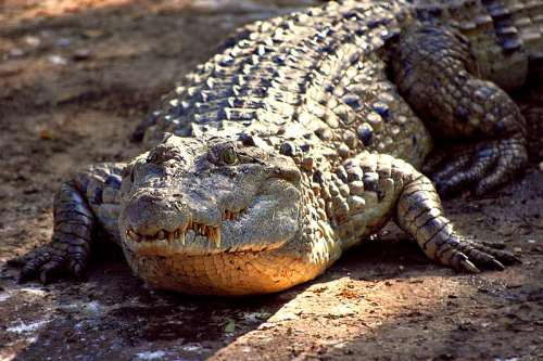 Philippine Freshwater Crocodile - (Crocodylus mindorensis) - Mindoro crocodile - Endangered Animals in the Philippines