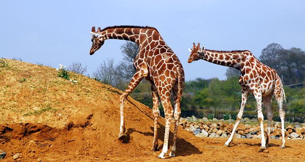 african animals for kids, giraffe