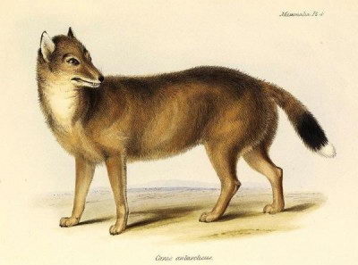 Falkland Island Fox (Dusicyon australis)