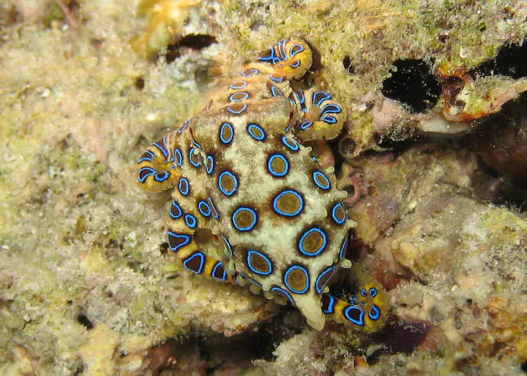 blue ringed octopus facts | blue ringed octopus