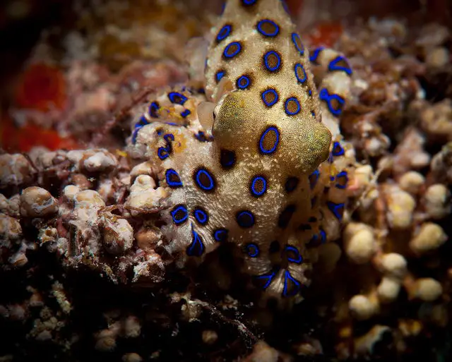 blue ringed octopus facts