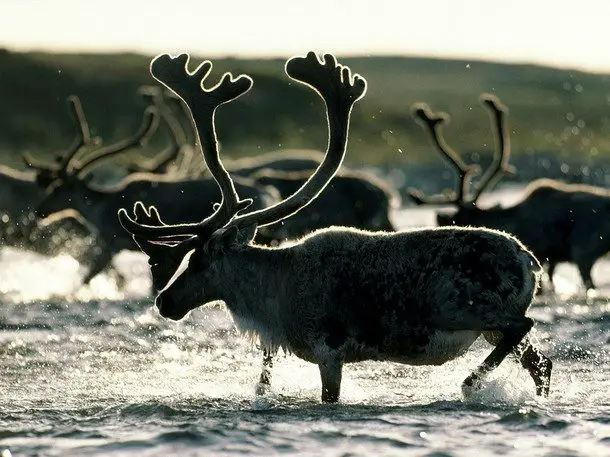 Reindeer Facts For Kids - Caribou (Rangifer tarandus)