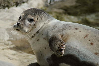 Mediterranean Monk Seal (Monachus monachus)