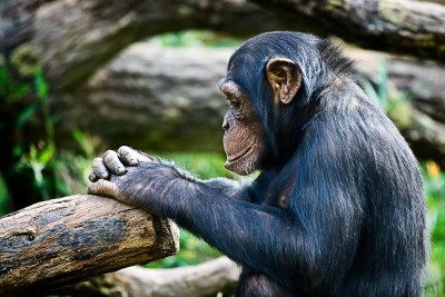 cute endangered animals | chimpanzee