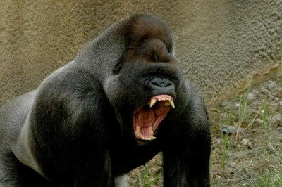endangered animals facts | western lowland gorilla
