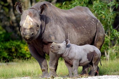 endangered animals facts | black rhinoceros