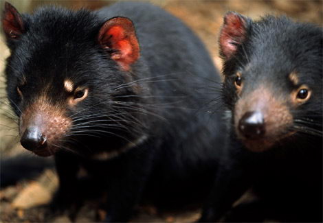 critically endangered animals in australia - Tasmanian Devil