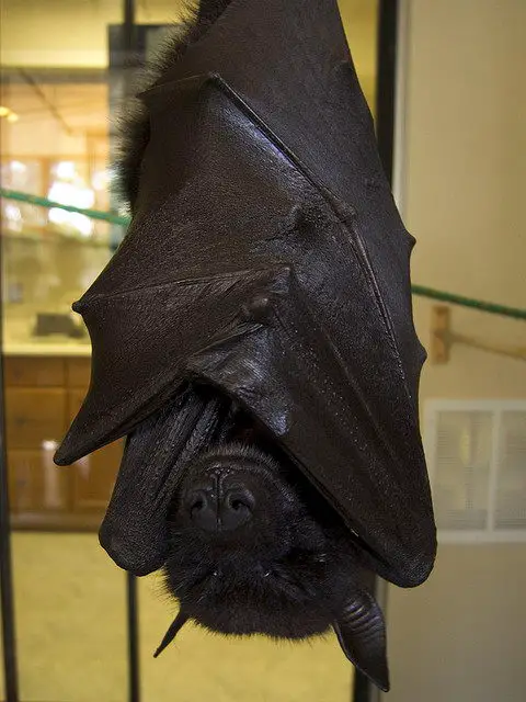 critically endangered animals in australia - Bulmer’s Fruit Bat