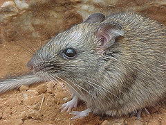 critically endangered animals in australia - Central Rock Rat