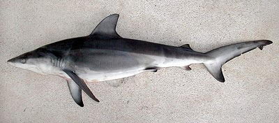 Ganges Shark critically endangered animals in india