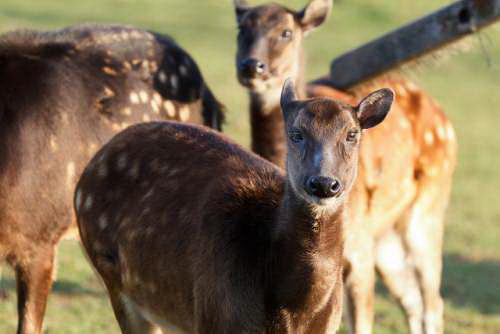 Philippine spotted deer (Rusa alfredi) Visaya - Endangered Animals in the Philippines
