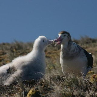 endangered species facts | amsterdam albatross