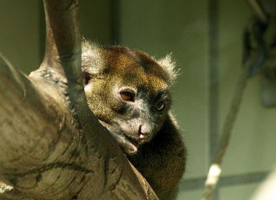 Endangered Species Facts Greater Bamboo Lemur (Prolemur simus)