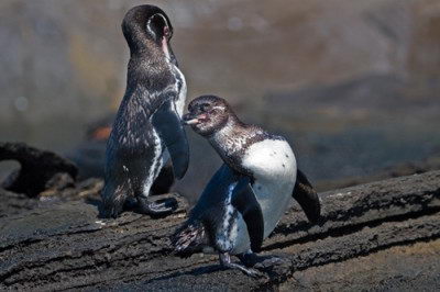 Galápagos Penguin (Spheniscus mendiculus)