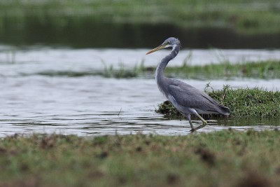 Endangered Species Facts - White-bellied Heron (Ardea insignis)