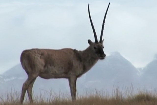 endangered species list 2011 - Tibetan Antelope