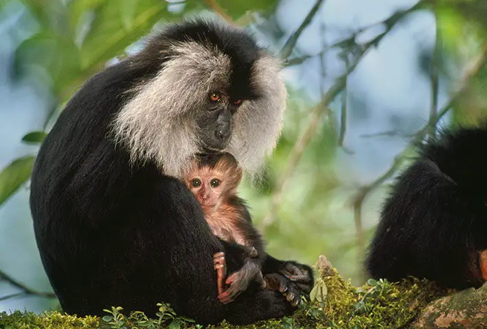 endangered species list 2011 - Lion-tailed Macaque