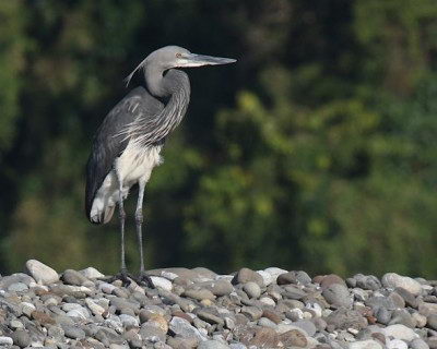 White-bellied Heron - endangered species of India