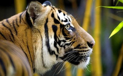 endangered species - Bengal Tiger