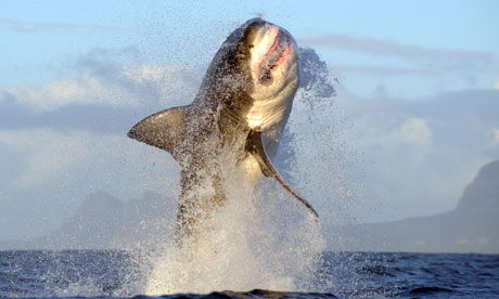 amazing great white sharks facts