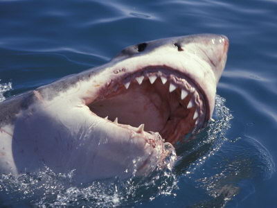 inteersting great white sharks facts