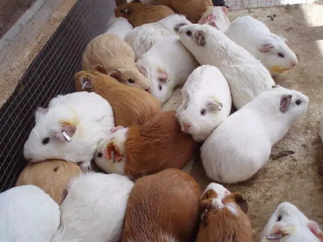 guinea pig life span | guinea pig